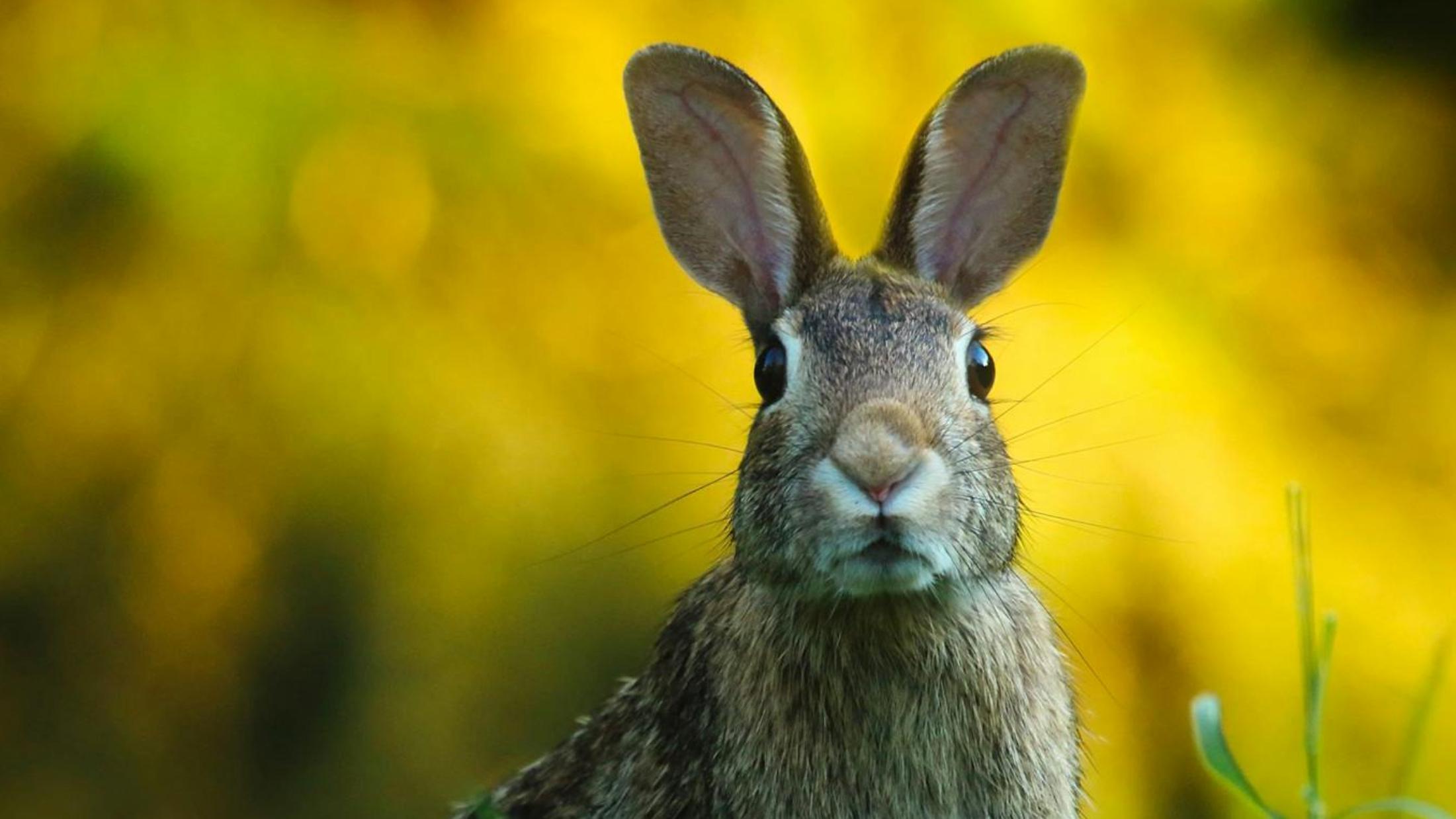 pexels-pixabay-247373_2